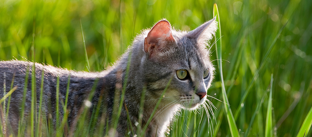 Eine Katze läuft über eine grüne Wiese, die Gefahr auf Zecken ist im hohen Gras sehr hoch.