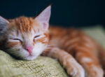 Rote Katze beim Schlafen