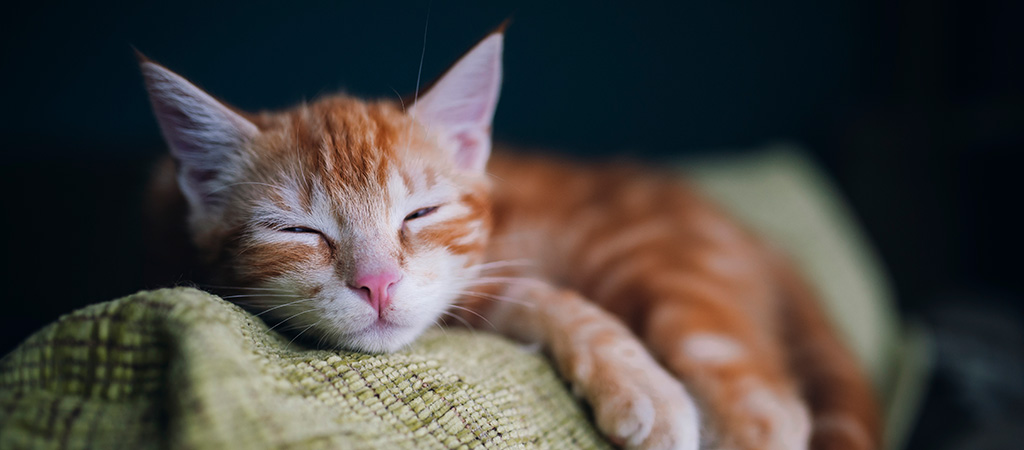 Rote Katze beim Schlafen.