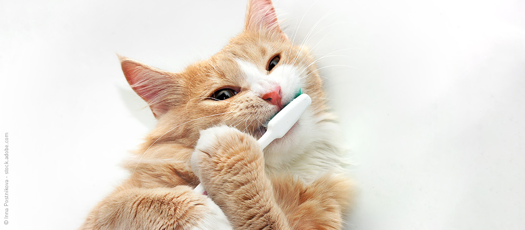 Katze mit Zahnbürste bei Zahnstein