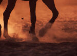 Pferdebeine auf Sand im Sonnenuntergang