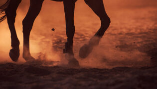 Pferdebeine auf Sand im Sonnenuntergang.