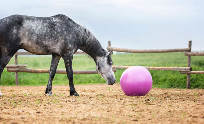 Das Pferd schubst den rosa Ball über seine Koppel, Pferdespielzeug hilft gegen Langeweile.