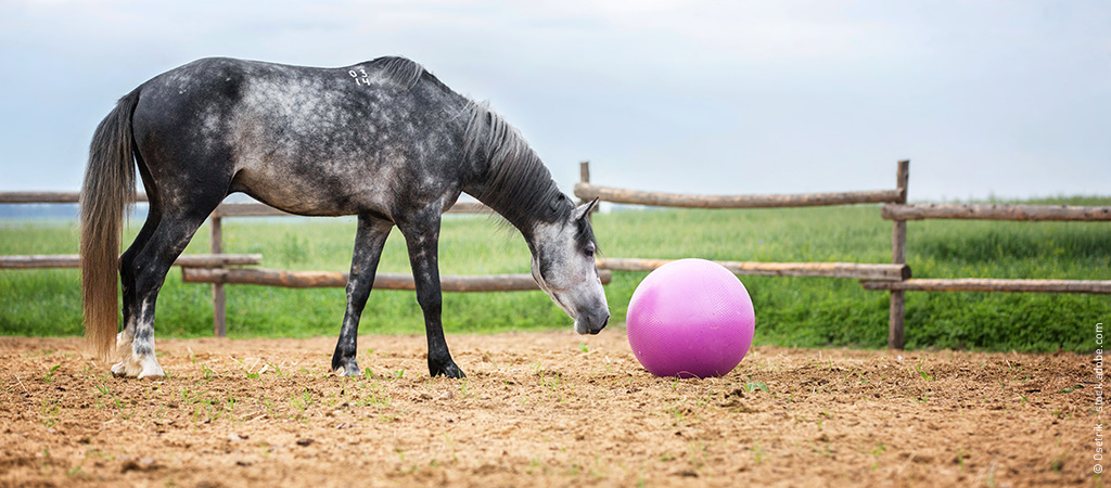 Das Pferd schubst den rosa Ball über seine Koppel, Pferdespielzeug hilft gegen Langeweile.