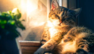 Katze liegt in der Sonne