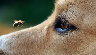 Hund wird von einer Biene in die Schnauzte gestochen.