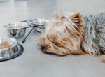 Kleiner grauer Hund liegt müde vor seinem Napf und frisst wegen der Hitze nicht.
