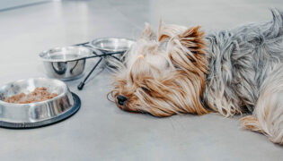 Kleiner grauer Hund liegt müde vor seinem Napf und frisst wegen der Hitze nicht.