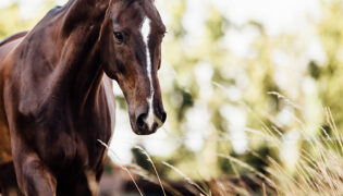 Braunes Pferd steht im Sommer auf der Weide. Vorsicht ist geboten bei der Hitze.