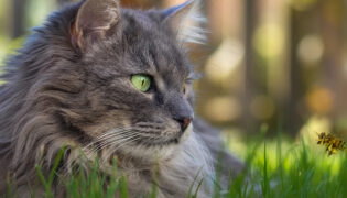 Katze liegt im Gras und beobachtet eine Biene, Vorsicht vor Insektenstichen ist geboten.
