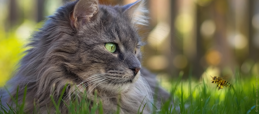 Katze liegt im Gras und beobachtet eine Biene, Vorsicht vor Insektenstichen ist geboten.