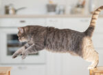Katze springt in der Wohnung von Stuhl zu Stuhl, eine Wohnungskatze zu beschäftigen ist nicht leicht.
