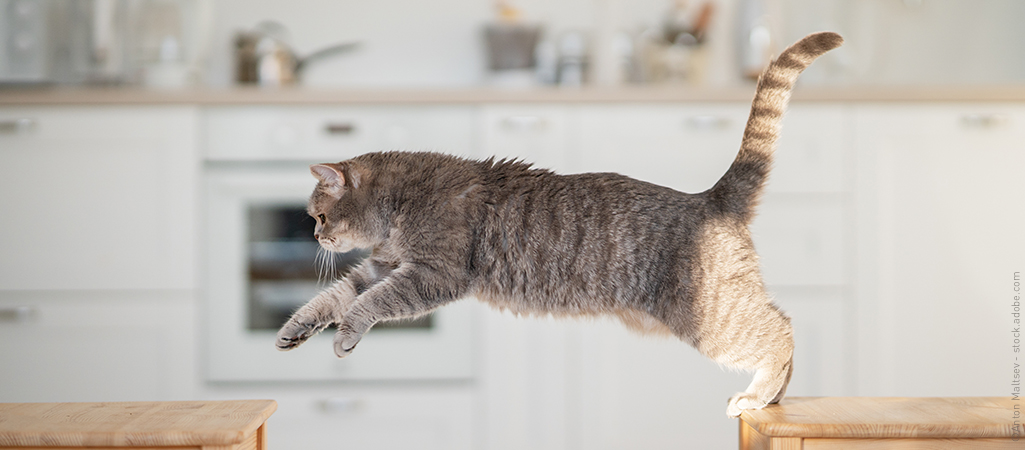 Katze springt in der Wohnung von Stuhl zu Stuhl, eine Wohnungskatze zu beschäftigen ist nicht leicht.