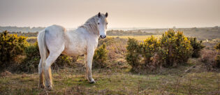 Weißes Pferd steht vor schöner Landschaft auf einer Weide