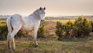 Weißes Pferd steht vor schöner Landschaft auf einer Weide