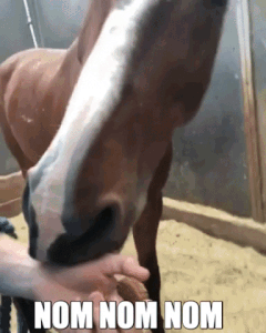 Pferd bekommt selbstgemachte Leckerlis