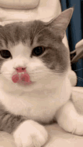 Katze leckt sich die Lippen nach einem leckeren selbstgemachten Snack