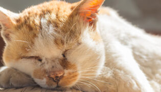 Alte helle Katze schläft im Sonnenschein. Sie zu beerdigen wird eine Lücke hinterlassen.