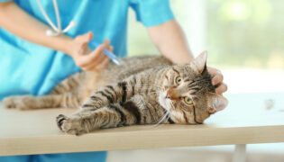 Eine Katze bekommt ihre Katzen-Impfungen beim Tierarzt