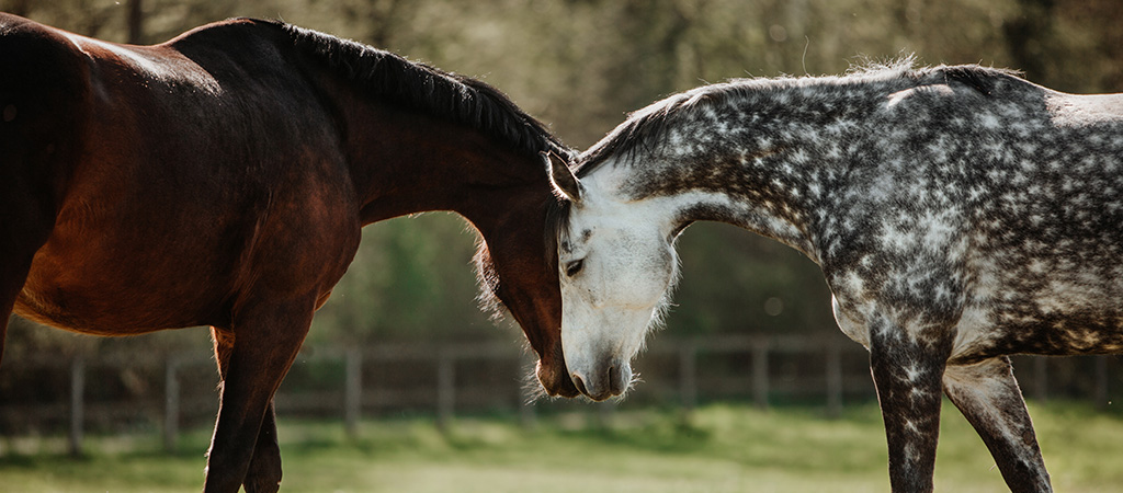 Pferde beschnuppern sich nach Pferde-Vergesellschaftung auf der Weide