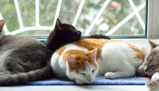 4 Katzen in unterschiedlichen Fellfarben liegen beieinander.