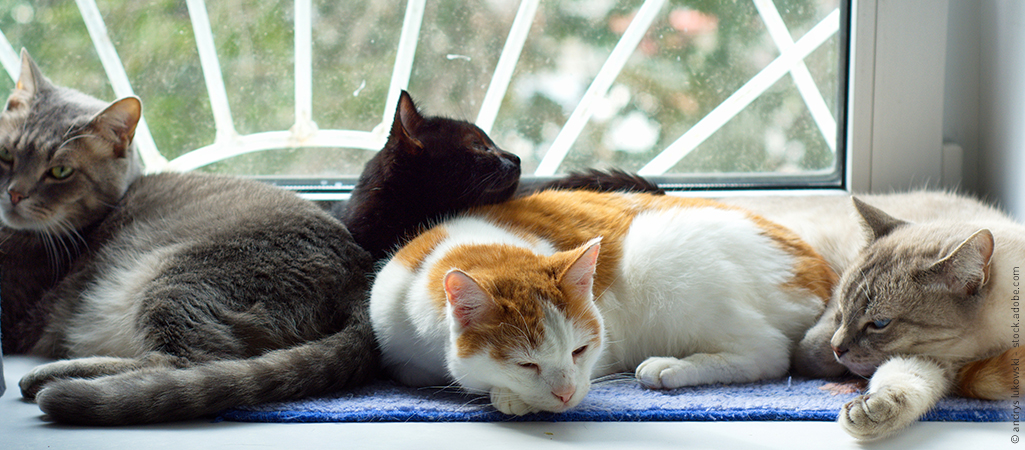 4 Katzen in unterschiedlichen Fellfarben liegen beieinander.