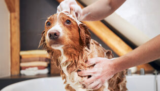Kleiner Hund steht nass in der Badewanne während er mit Shampoo eingerieben wird. Es ist nicht einfach seinen Hund richtig zu waschen.