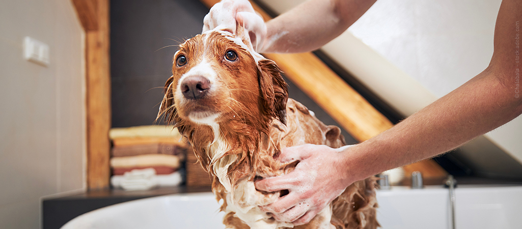 Kleiner Hund steht nass in der Badewanne während er mit Shampoo eingerieben wird. Es ist nicht einfach seinen Hund richtig zu waschen.