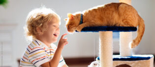 Blonder Junge spielt mit einer kinderfreundlichen Katze.