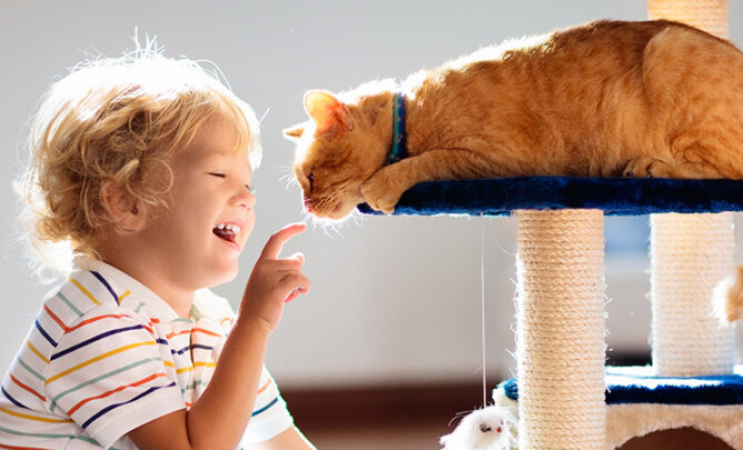Blonder Junge spielt mit einer kinderfreundlichen Katze.