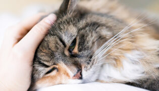 Körpersprache: Eine dreifarbige Katze liegt und schaut müde.