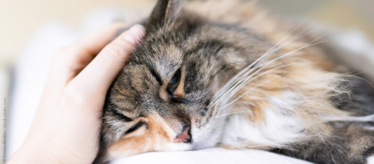 Körpersprache: Wie zeigen Katzen Schmerzen? – Uelzener