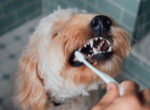Ein Mensch putzt seinem Hund die Zähne. Auch bei Hunden ist die Zahnpflege und deren Bedeutung nicht zu unterschätzen.
