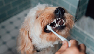 Einem mittelgroßen Hund werden die Zähne mit einer Zahnbürste geputzt. Zahnpflege ist auch beim Hund ein großes Thema.