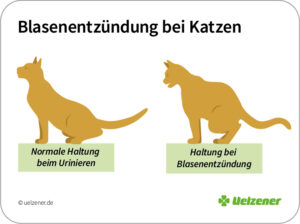 Infografik zeigt Haltung beim Urinieren von Katzen ohne und mit Blasenentzündung.
