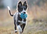 Ein Border Collie Junghund in der Pubertät mit blauem Ball in der Schnauze.