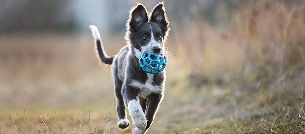 Ein Border Collie Junghund in der Pubertät mit blauem Ball in der Schnauze.