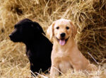 Zwei Hunde sitzen im Stroh und schauen aufmerksam. Sind sie eine gute Wahl als Familienhund?