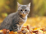 Sind Herbstkatzen die schlechteren Katzen?