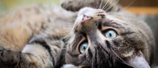 Eine Katze liegt auf dem Rücken und zeigt Anzeichen von Würmern.
