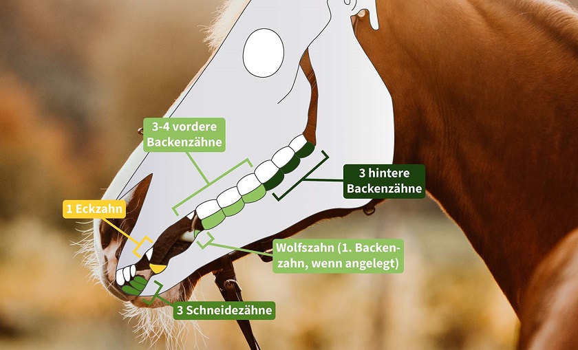 Infografik zeigt Aufbau eines Pferdegebisses
