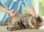 Diabeteskatze erhält Spritze vom Tierarzt, es ist eine effektive Behandlung.