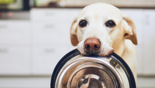 Ein heller HUnd bettelt mit leerem Napf im Maul. Wie erkenne ich die Anzeichen für Hunger bei einem Hund?