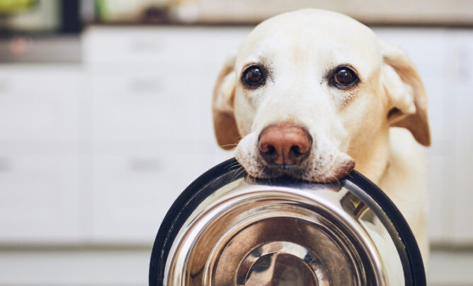 Ein heller HUnd bettelt mit leerem Napf im Maul. Wie erkenne ich die Anzeichen für Hunger bei einem Hund?