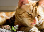 Eine rote Katze schleckt an frischer Katzenminze. Welche Wirkung hat die Pflanze auf Katzen?
