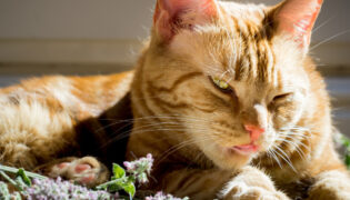 Eine rote Katze schleckt an frischer Katzenminze. Welche Wirkung hat die Pflanze auf Katzen?
