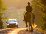 Reiterin und Pferd auf einer Straße mit entgegenkommendem Auto in der Abendsonne.