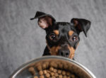 Kleiner schwarzer Hund guckt hungrig auf eine gefüllte Futterschale. Aber warum sollten Hunde nach 17:00 Uhr nicht mehr essen?