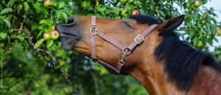Braunes Pferd knabbert verträumt an einem Apfel am Baum. Was dürfen Pferde alles fressen?