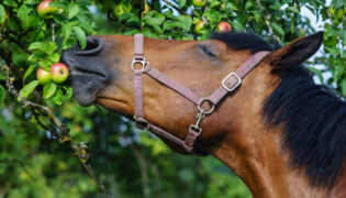 Braunes Pferd knabbert verträumt an einem Apfel am Baum. Was dürfen Pferde alles fressen?